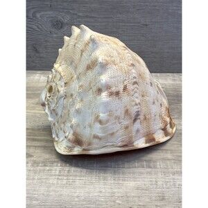 Natural Seashell Large Horned Queen Helmet Conch Tiger Stripe